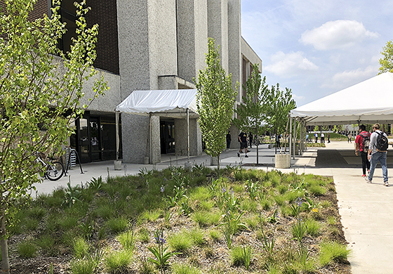 Rowan2 Planting